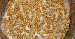 5天种出一盆蔬菜, 成本不到一块钱, 方法很简单3分钟就学会!