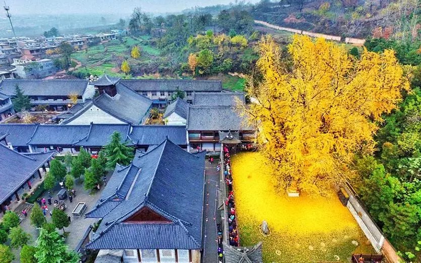 世上最美的10棵树, 有一棵在中国陕西! 小喵喵看世界 第10张